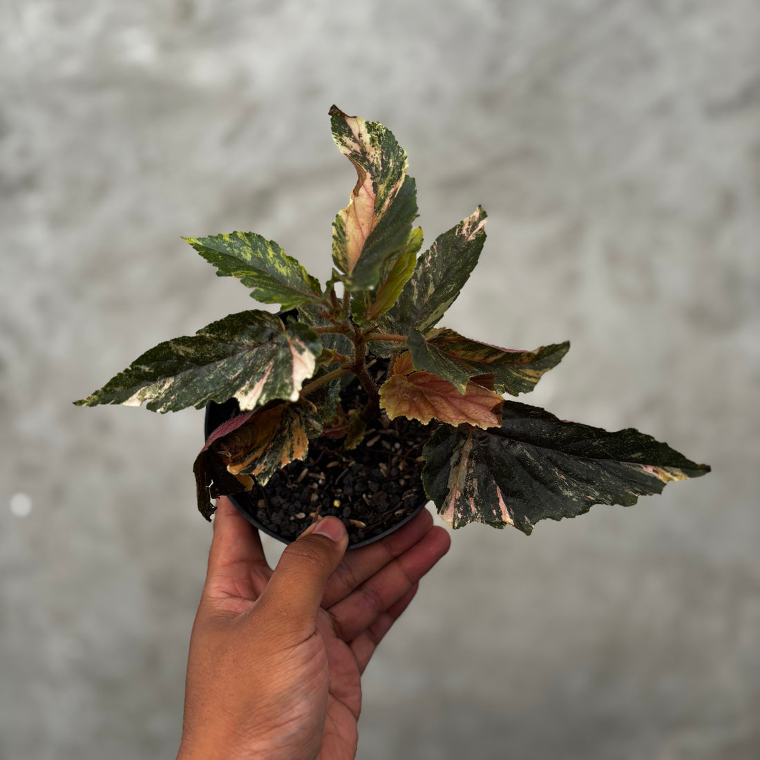 Begonia Ginny Galaxy Variegated