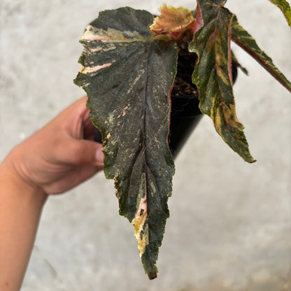 Begonia Ginny Galaxy Variegated