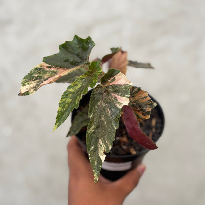 Begonia Ginny Galaxy Variegated