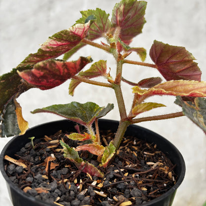 Begonia Ginny Galaxy Variegated