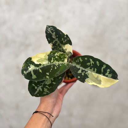 Aglaonema Pictum Bicolor Variegated