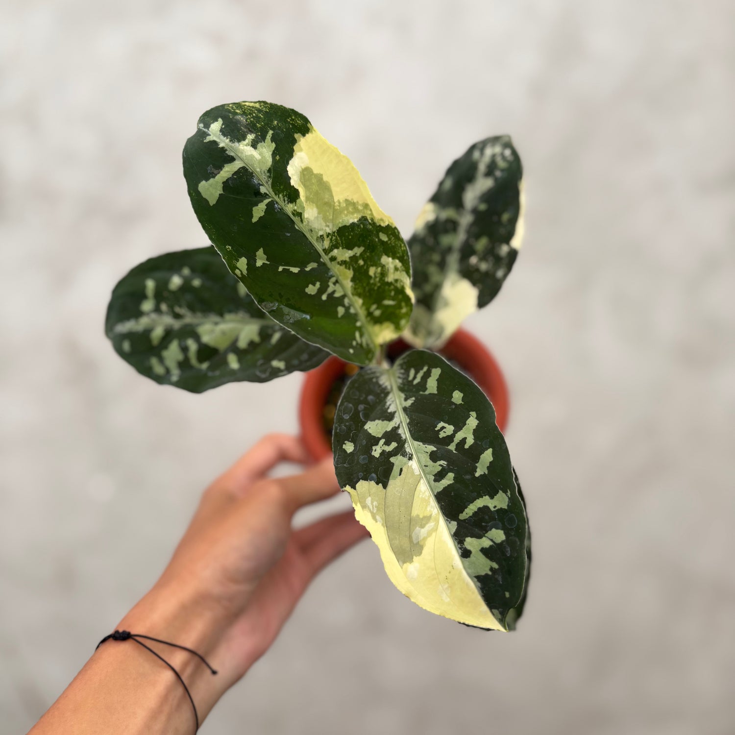 aglaonema bicolor Aglaonema Pictum Bicolor Variegated