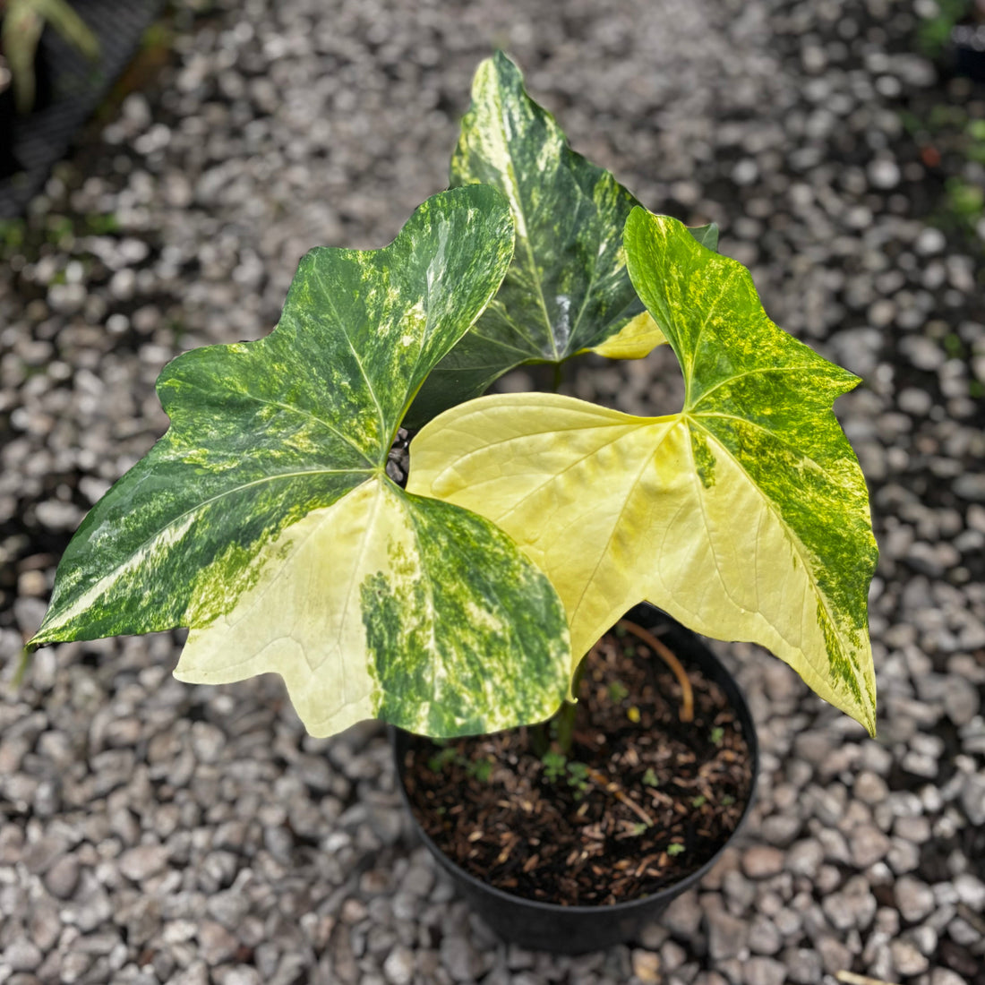 Anthurium Pterodactyl Variegated Mature Size