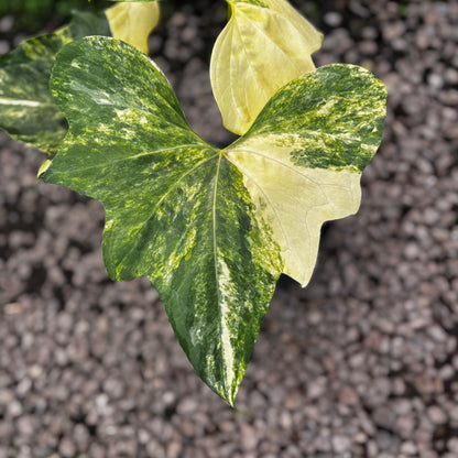Anthurium Pterodactyl Variegated Mature Size