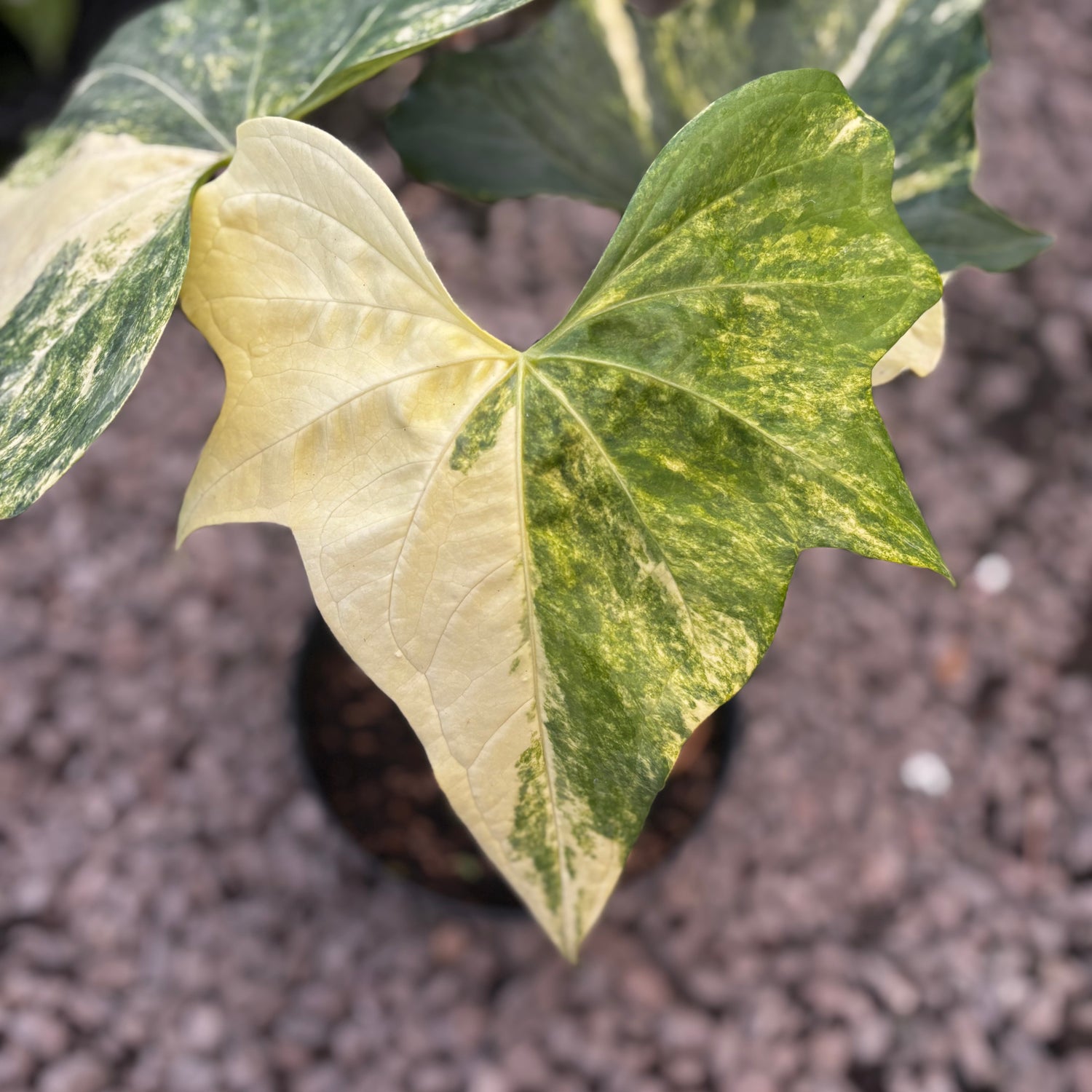 anthurium pterodactyl mature Anthurium Pterodactyl Variegated Mature Size – Greenspaces.id