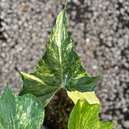 Anthurium Pterodactyl Variegated Mature Size