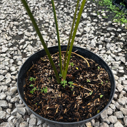 anthurium pterodactyl mature Anthurium Pterodactyl Variegated Mature Size