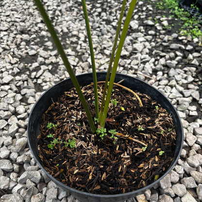 Anthurium Pterodactyl Variegated Mature Size