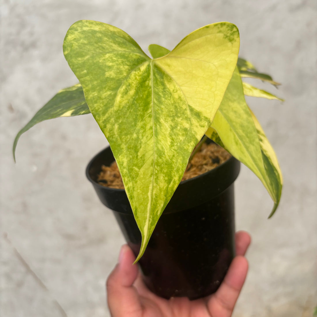 Anthurium Pterodactyl Variegated - Greenspaces.id