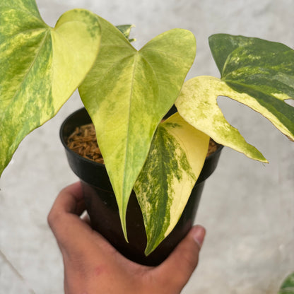Anthurium Pterodactyl Variegated
