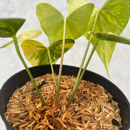 Anthurium Pterodactyl Variegated