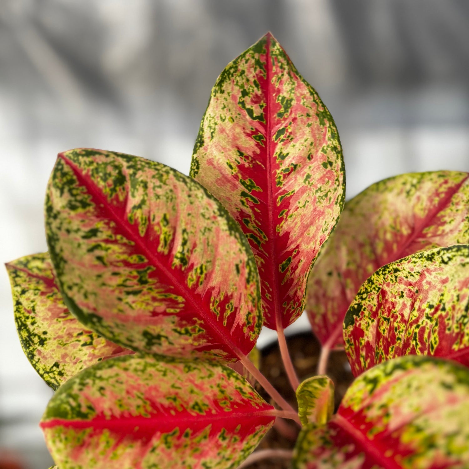 aglaonema bangkok dream Aglaonema Sweet Dream – Greenspaces.id