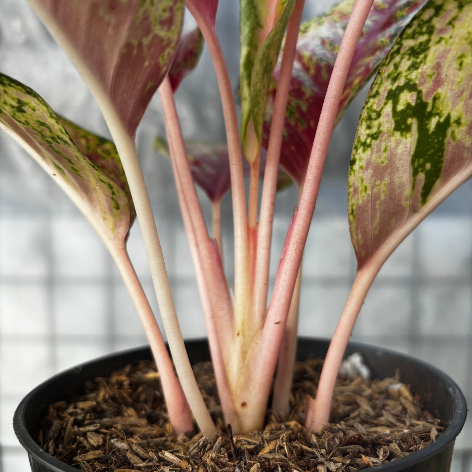 aglaonema bangkok dream Aglaonema Sweet Dream – Greenspaces.id