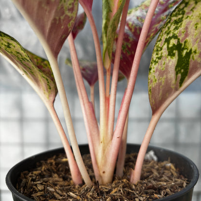 Aglaonema Sweet Dream