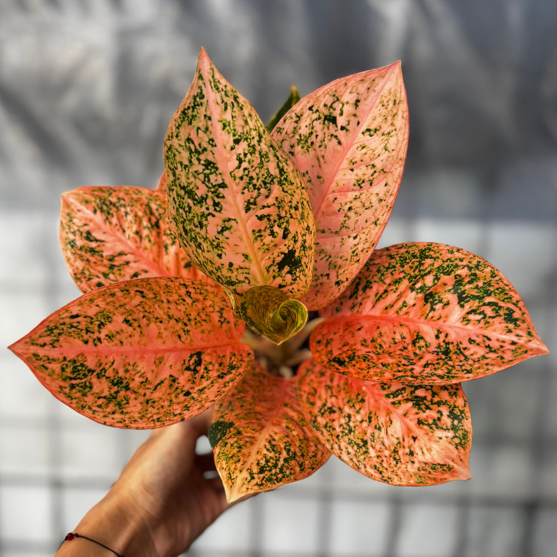 Aglaonema Orange Stardust