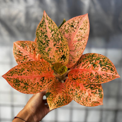 aglaonema orange star Aglaonema Orange Stardust – Greenspaces.id