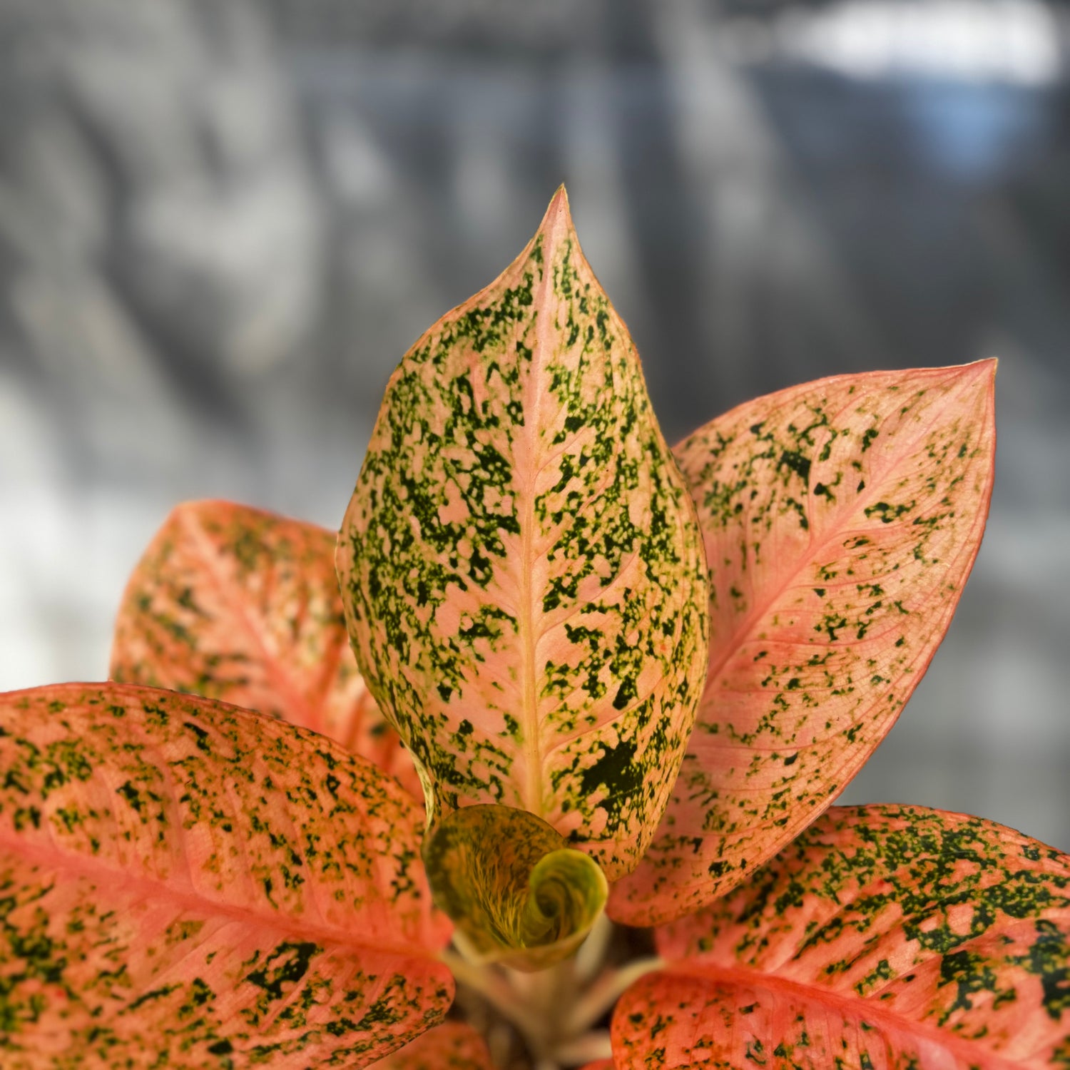 aglaonema orange star Aglaonema Orange Stardust – Greenspaces.id