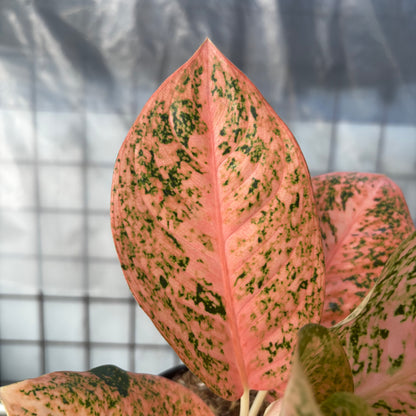 aglaonema orange stardust Aglaonema Orange Stardust – Greenspaces.id