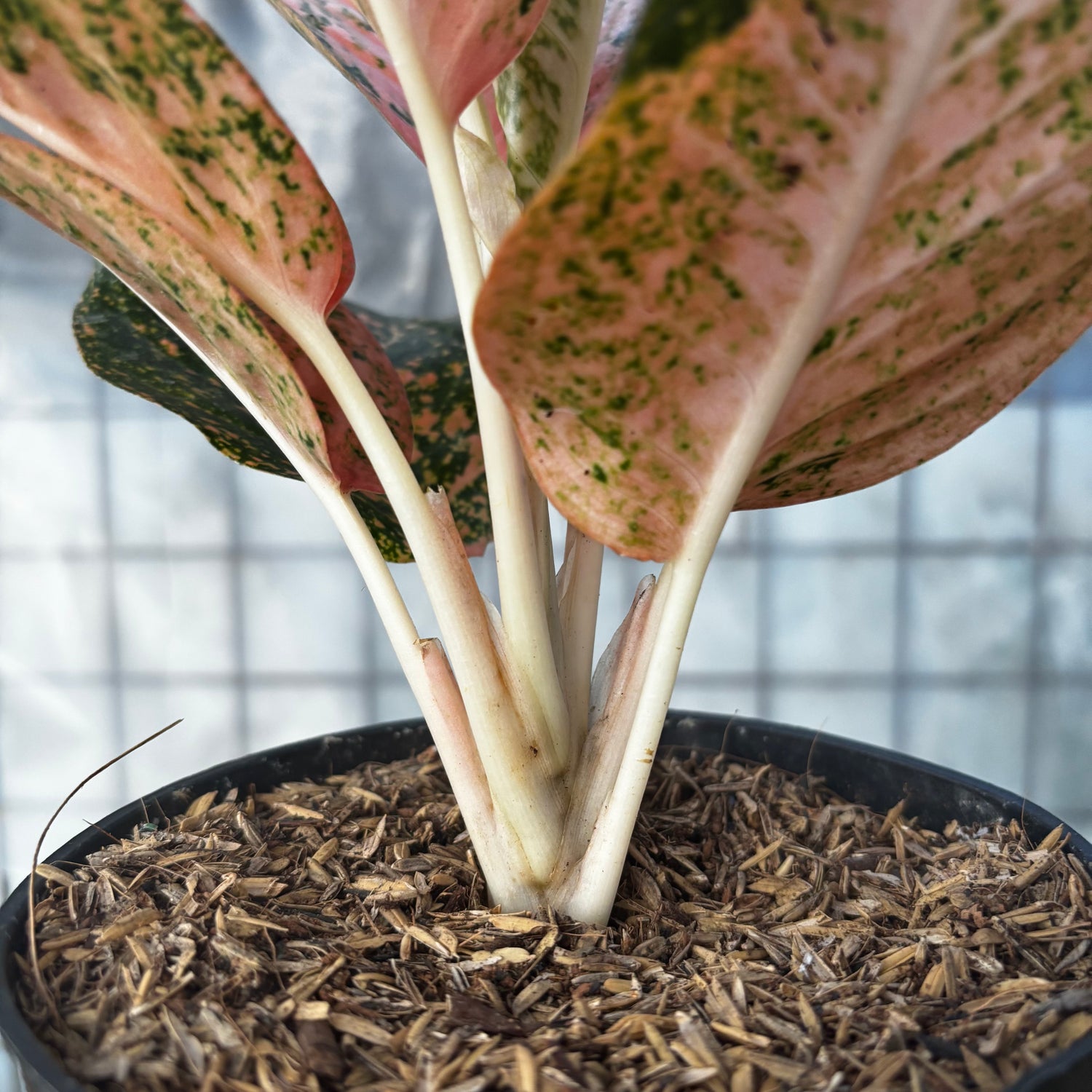 aglaonema hybrid & 39 Aglaonema Orange Stardust