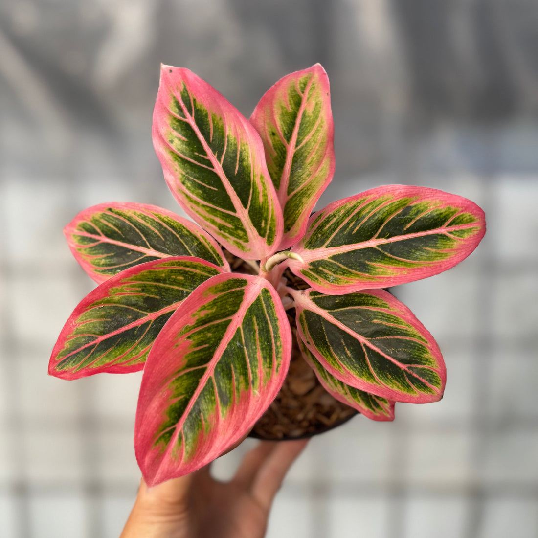 🎁 Aglaonema Lotus (100% off)