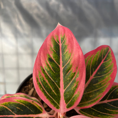 Aglaonema Lotus
