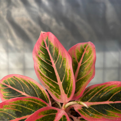 Aglaonema Lotus