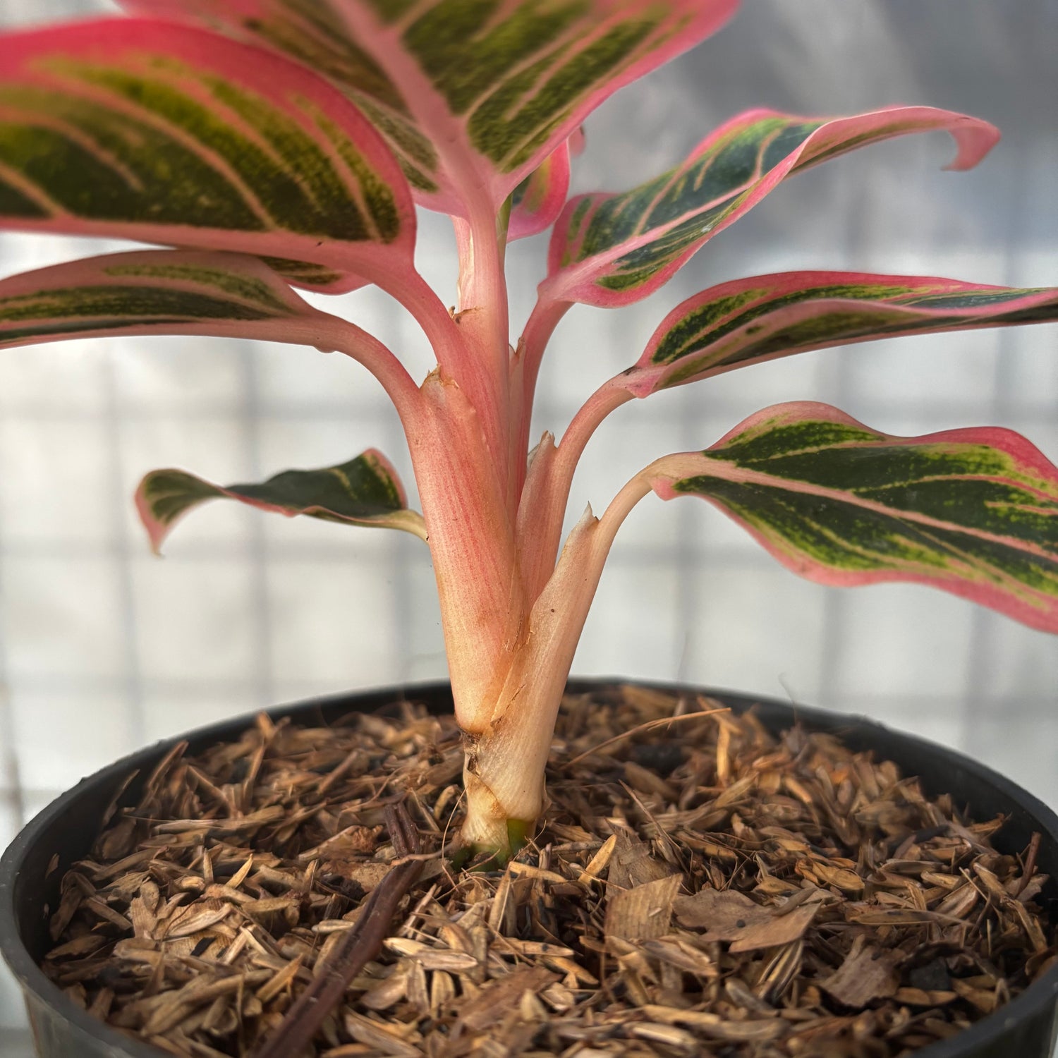 aglaonema lotus Aglaonema Lotus – Greenspaces.id