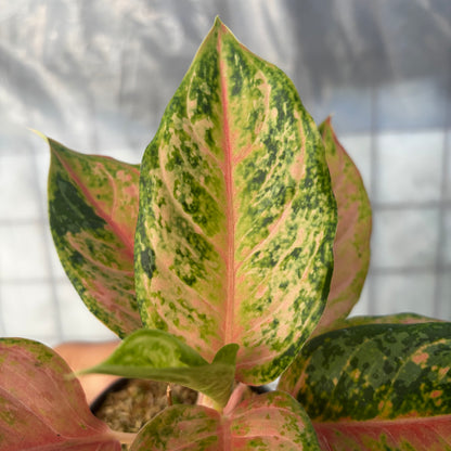 Aglaonema Light of Dream