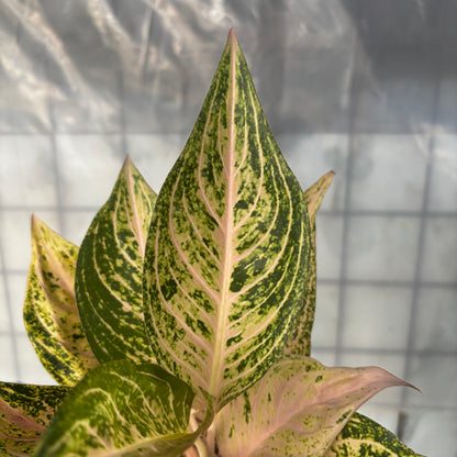 Aglaonema Tiara Violet