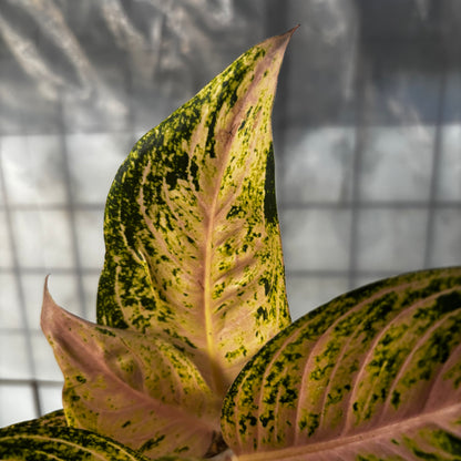 Aglaonema Tiara Violet