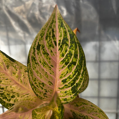 aglaonema tiara pink Aglaonema Tiara Violet