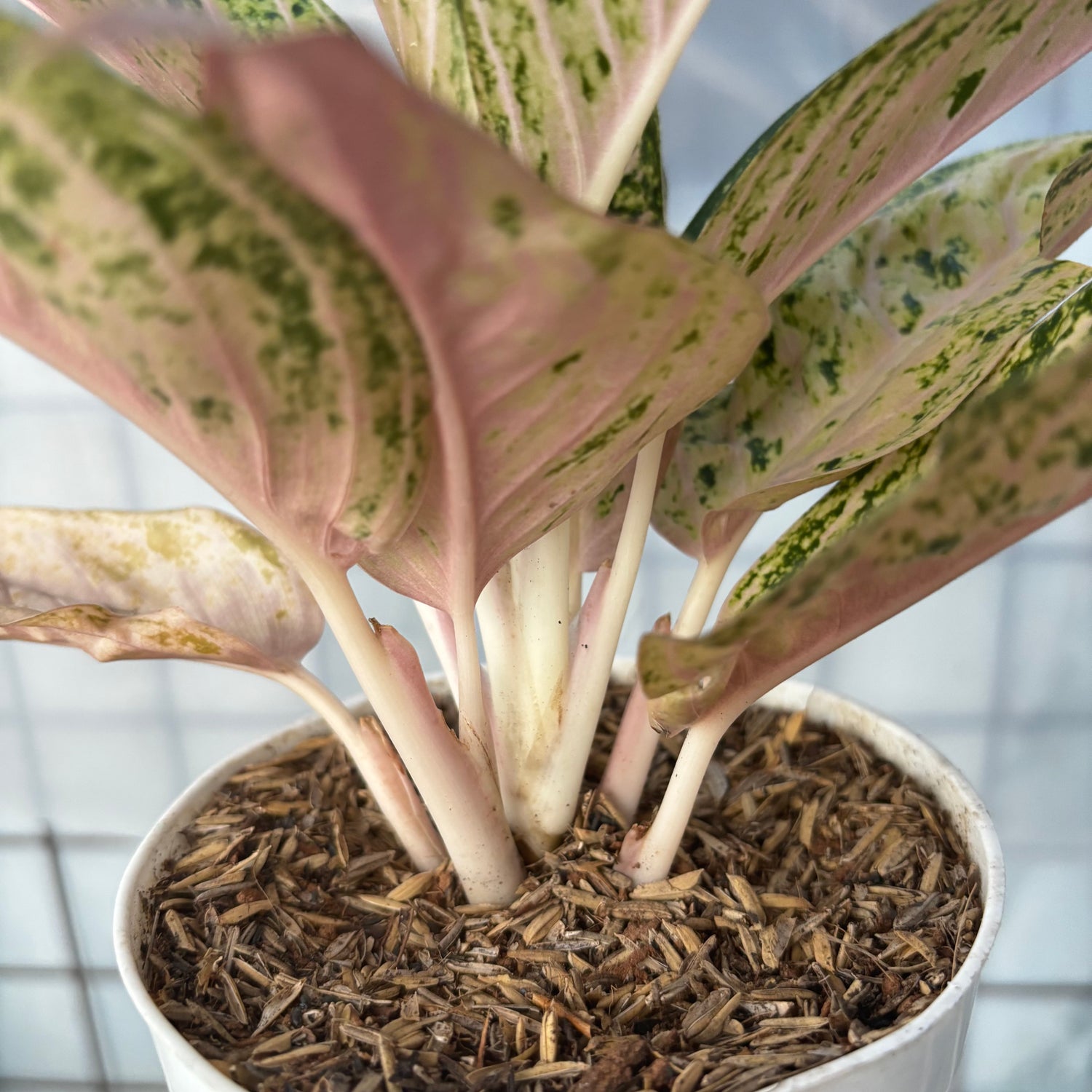 aglaonema tiara pink Aglaonema Tiara Violet