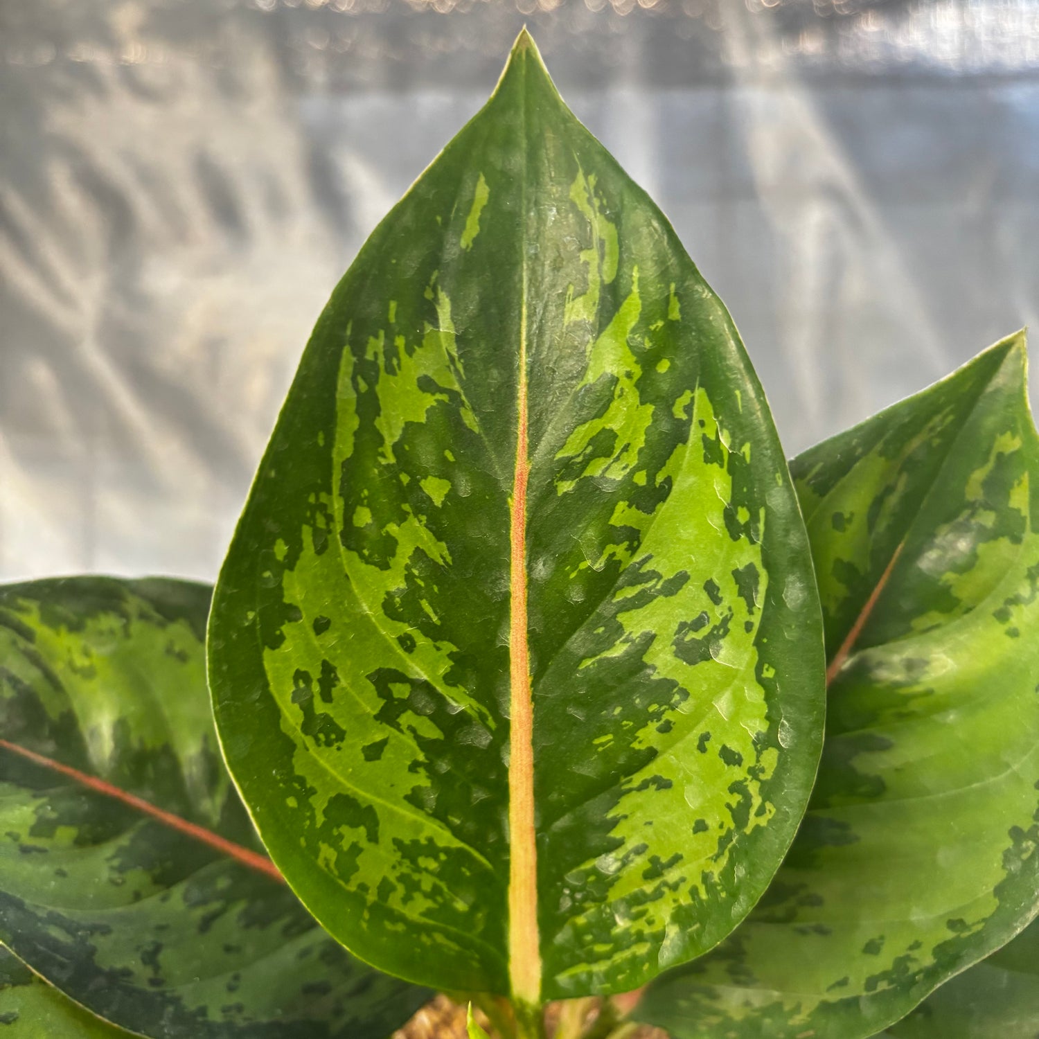 green leaf aglaonema Aglaonema Green Javana – Greenspaces.id