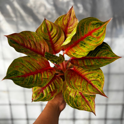 aglaonema hughes Aglaonema Jolie