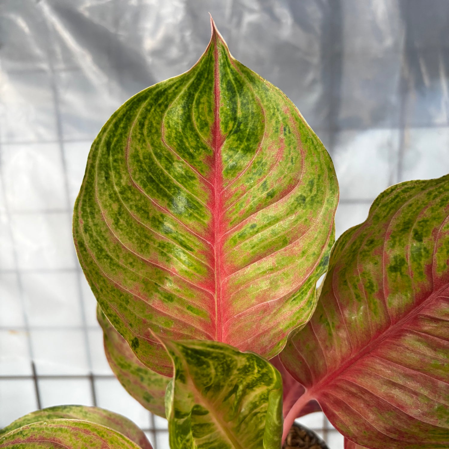 aglaonema indo princess Aglaonema Jolie – Greenspaces.id