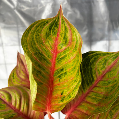 Aglaonema Jolie