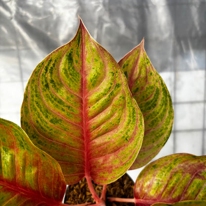 Aglaonema Jolie