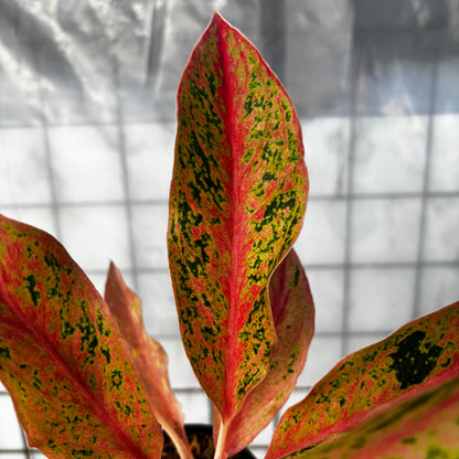 Aglaonema Prosperity