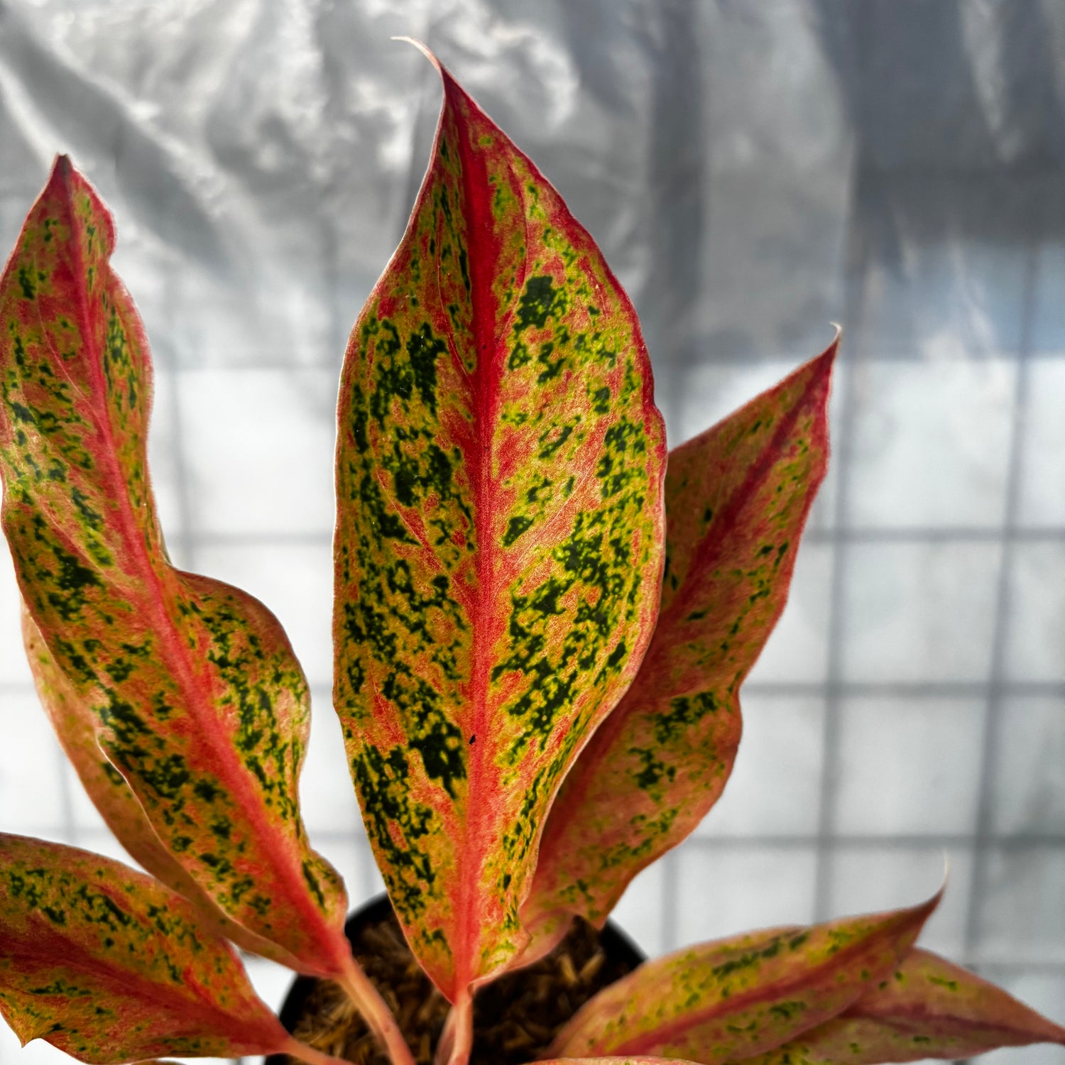 aglaonema prosperity plant Aglaonema Prosperity – Greenspaces.id