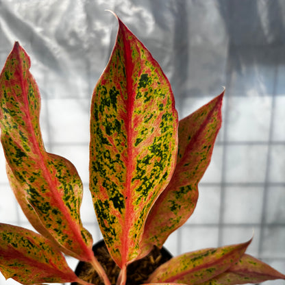 Aglaonema Prosperity