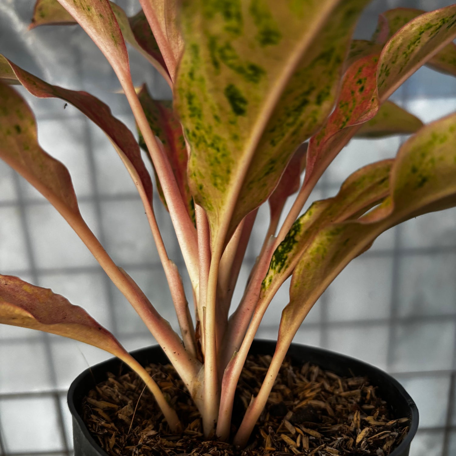 aglaonema prosperity plant Aglaonema Prosperity