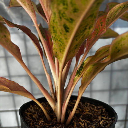 Aglaonema Prosperity