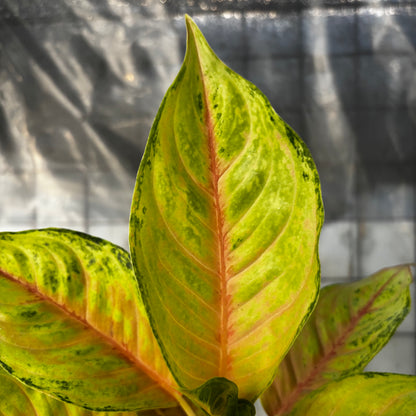Aglaonema Unicron