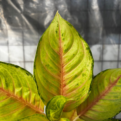 Aglaonema Unicron