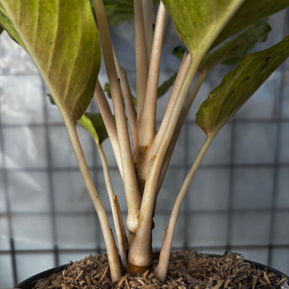 Aglaonema Unicron