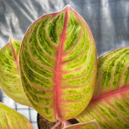 Aglaonema Amber