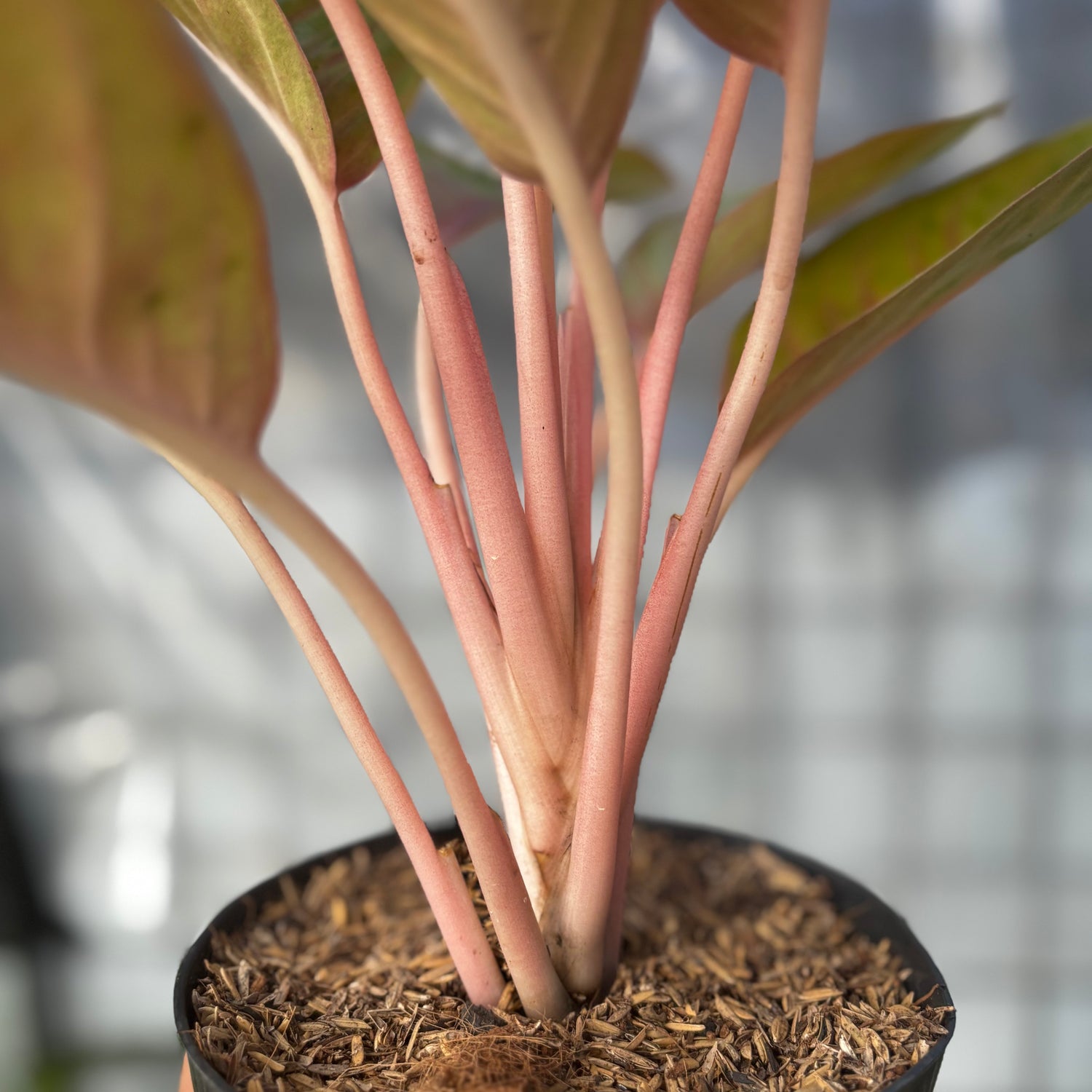 aglaonema amber Aglaonema Amber : Buy Plant Online In India