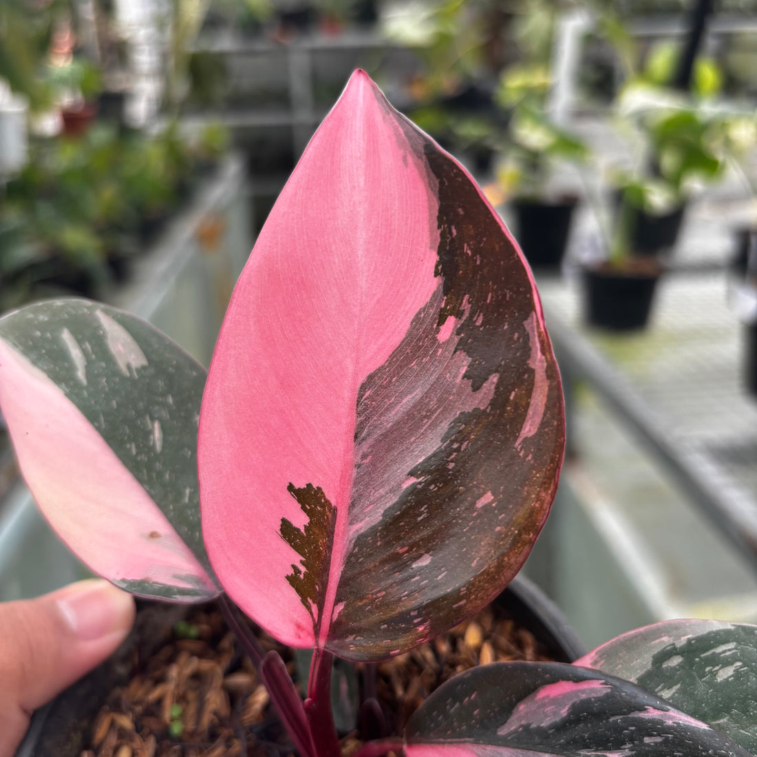 RP002-6 Philodendron Pink Princess