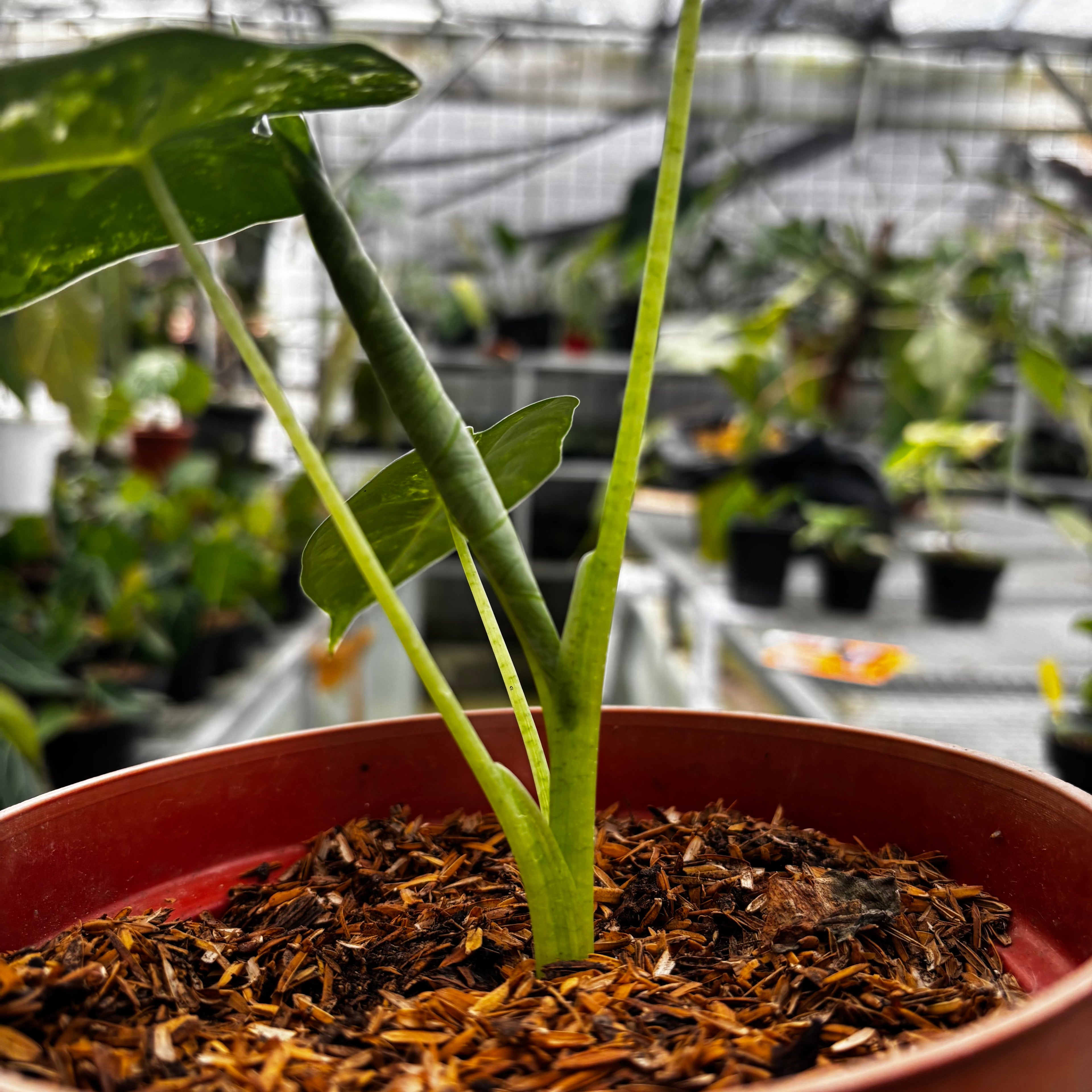 RP004-6 Alocasia Frydek Variegated