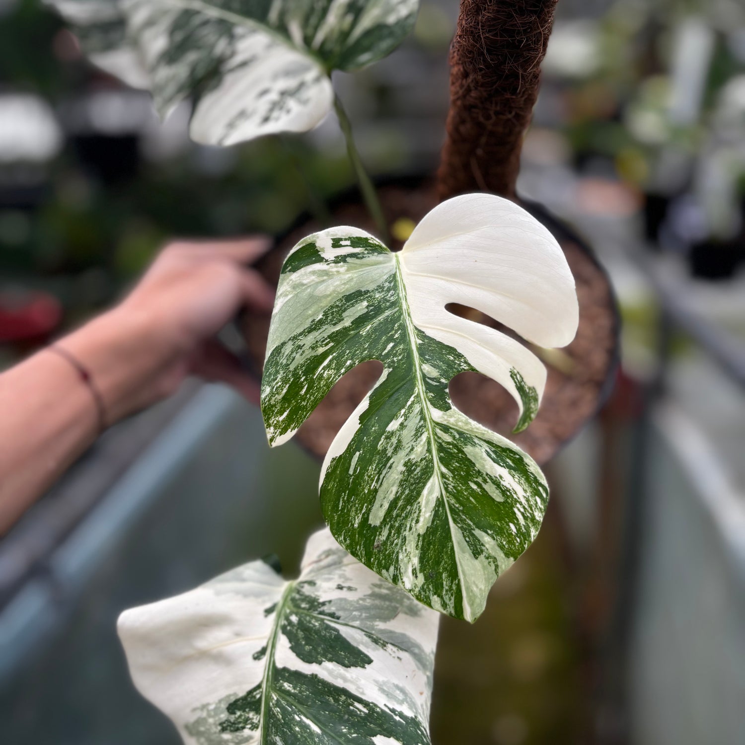 RP011-6 Monstera Albo Variegated